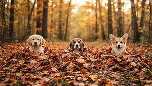 Autumn Puppy Parade