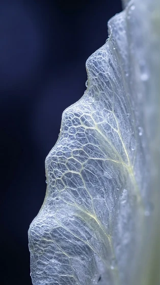Gossamer Cellular Light