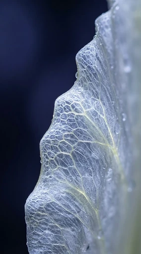 Gossamer Cellular Light