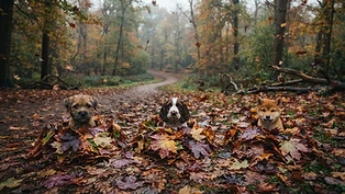 Autumn Puppy Parade