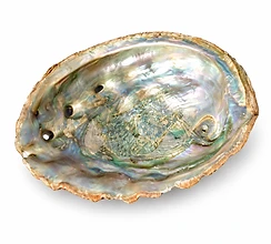 Abalone Shells
