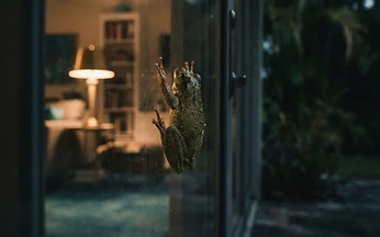Cuban tree frog clinging to the outside of a lit sliding glass door at night