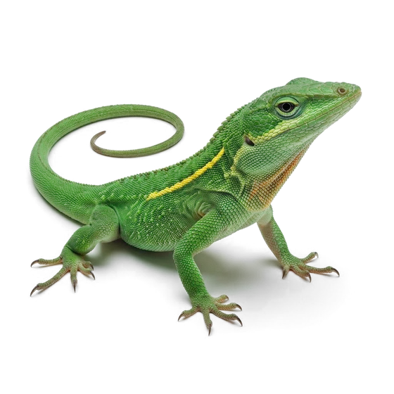 Cuban knight anole lizard, bright green with yellow stripe