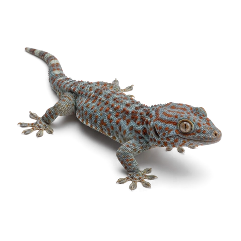 Tokay gecko with blue-grey body and orange-red spots