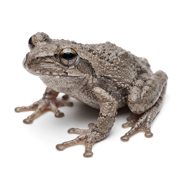Cuban tree frog with grey-brown skin and large eyes