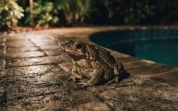 Cane toad on a wet paver pool deck under warm landscape lighting at night