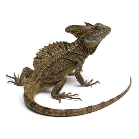 Brown basilisk lizard with high crest, olive-brown