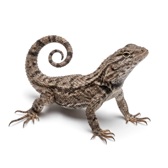 Northern curly-tailed lizard with curled tail, brown-grey