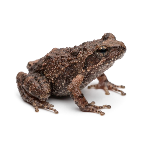 Greenhouse frog, small brown frog with rough skin