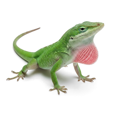 Green anole lizard, bright green with pink dewlap