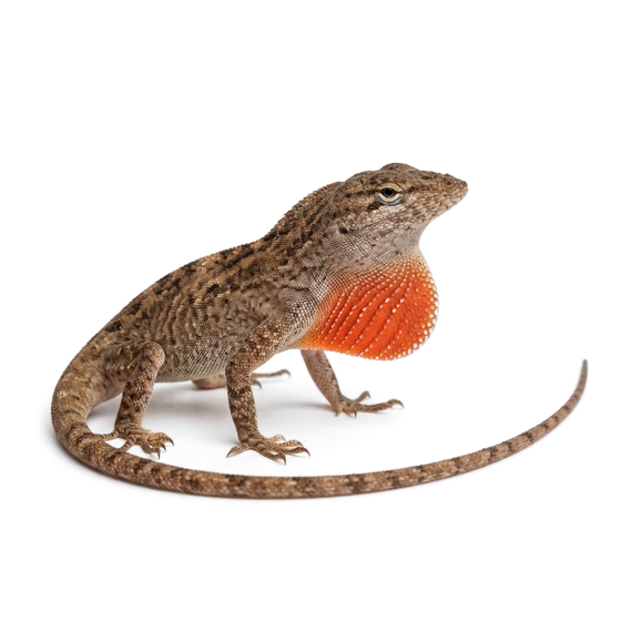 Brown anole lizard with orange-red dewlap extended