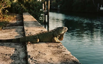 Green iguana basking on a concrete seawall along a South Florida canal