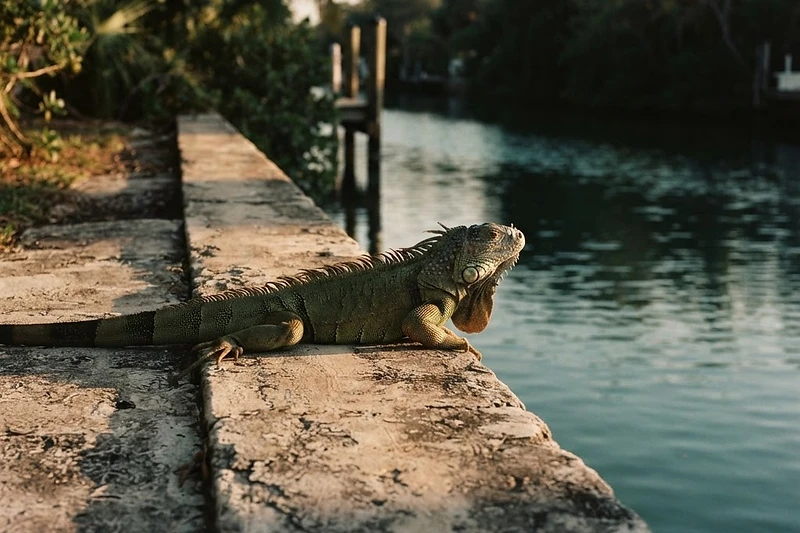Green iguana basking on a concrete seawall along a South Florida canal