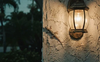 Pale house gecko on a white stucco wall next to a glowing porch light at dusk