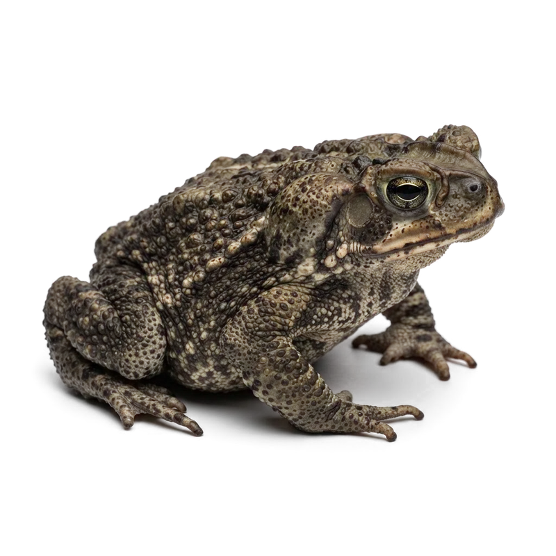 Cane toad (Rhinella marina) with warty brown skin