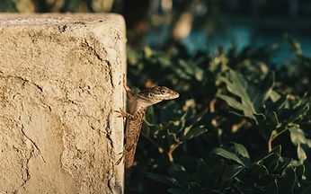 Brown anole lizard on a warm stucco garden wall beside a tropical hedge