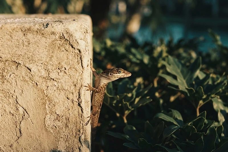 Brown anole lizard on a warm stucco garden wall beside a tropical hedge