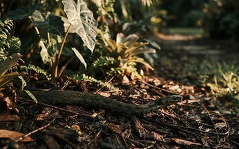 Non-venomous snake moving through dark mulch at the edge of a tropical garden bed