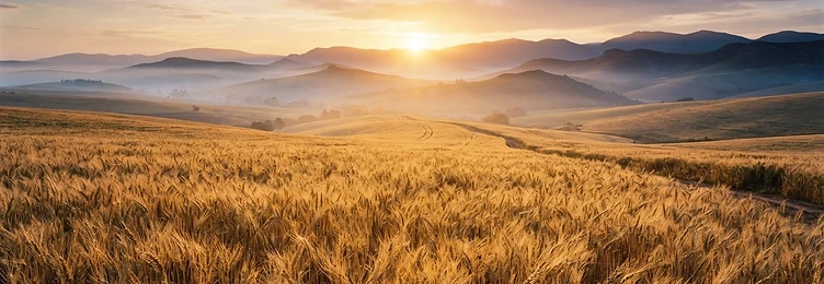 Wheat field at sunrise