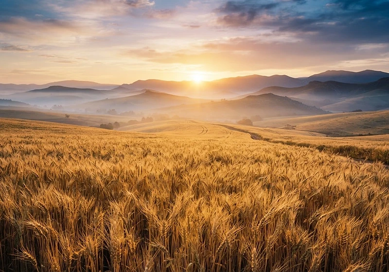 Golden wheat field at sunrise