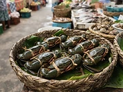 Live Mud Crabs