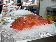 Fresh Coral Trout