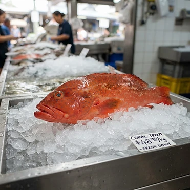 Fresh Coral Trout