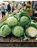 Fresh Cabbage