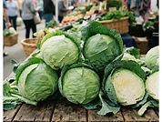 Fresh Cabbage