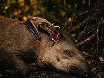 Animals That Use Blood as a Weapon