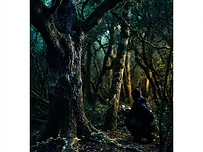 The Silent Language of Trees