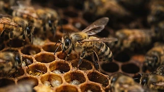 The Secret Language of Bees: How They Talk