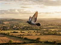 The Map in the Wind: How Pigeons Find Their Way