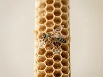 The Secret Language of Bees: A Dance for Dinner