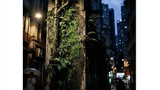 Urban Moss: The City's Quiet Cleaner