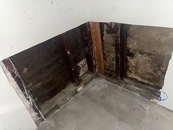 Interior wall corner with drywall removed exposing dark moisture-damaged sheathing and studs above concrete floor