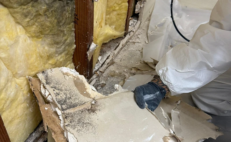 Mold Testing & Removal services in Los Angeles and Southern California — Save Pro Restoration