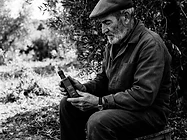 The Andalusian Gardener: Olive Oil as a Bridge Between Two Coasts