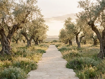 Olive Grove Garden