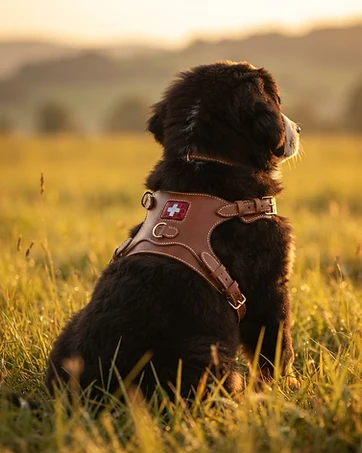 Harnais Croix Suisse — Chiot ou petit chien