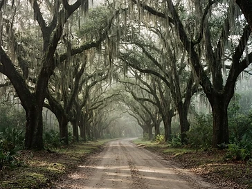 Savannah to Charleston Road Trip: 5 Stops Worth the Detour