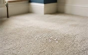 Wet Carpet or Flooring