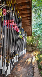 Sweep and sculling oars racked at the CYC boathouse