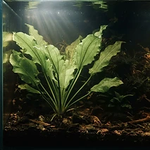 Echinodorus Grandiflorus