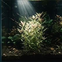 Hygrophila Polysperma