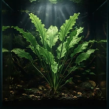 Echinodorus Palaefolius