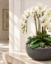 Objets & Fleurs — Verdant Ombre permanent orchid composition