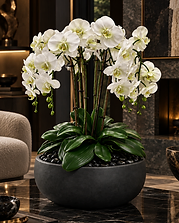 Objets & Fleurs — Verdant Noir permanent orchid composition