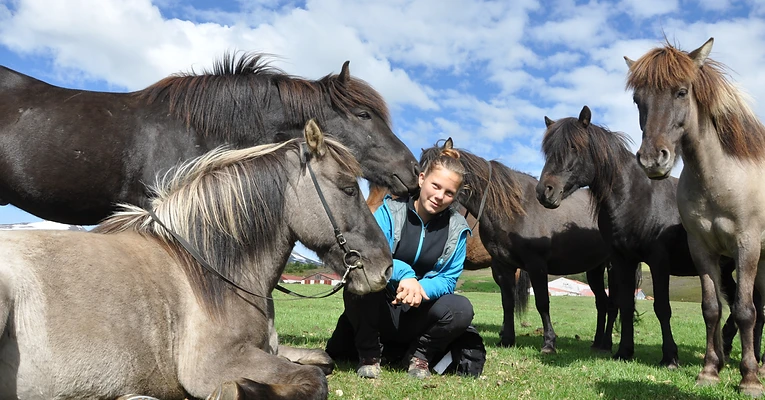 A guest among a group of Icelandic horses in a pasture