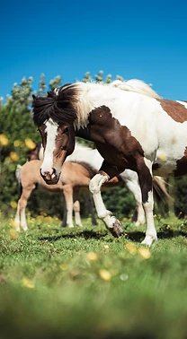 Icelandic horse walking through a green meadow